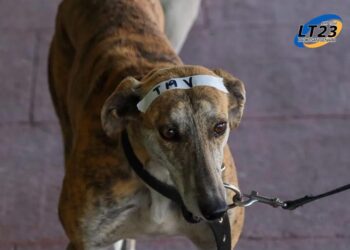 San Genaro: realizan nuevo operativo de salud animal el próximo sábado