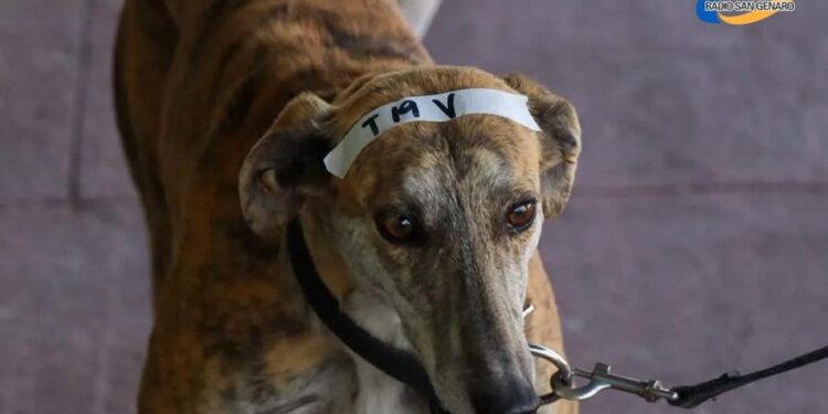 San Genaro: realizan nuevo operativo de salud animal el próximo sábado