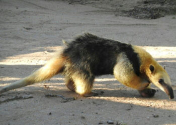 Qué sorpresa: Encontraron un oso melero en cercanías de Suardi
