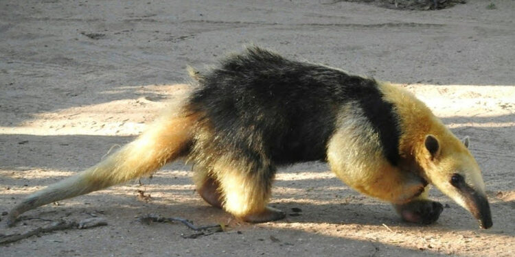 Qué sorpresa: Encontraron un oso melero en cercanías de Suardi