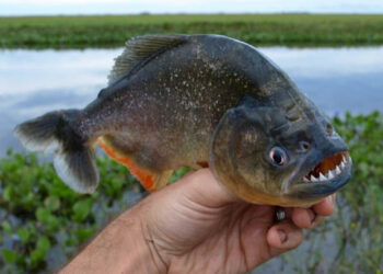 La bajante y las altas temperaturas intensifican la presencia de palometas en Santa Fe