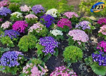 San Jerónimo Norte mejora su proyecto de forestación urbana con la ayuda de vecinos