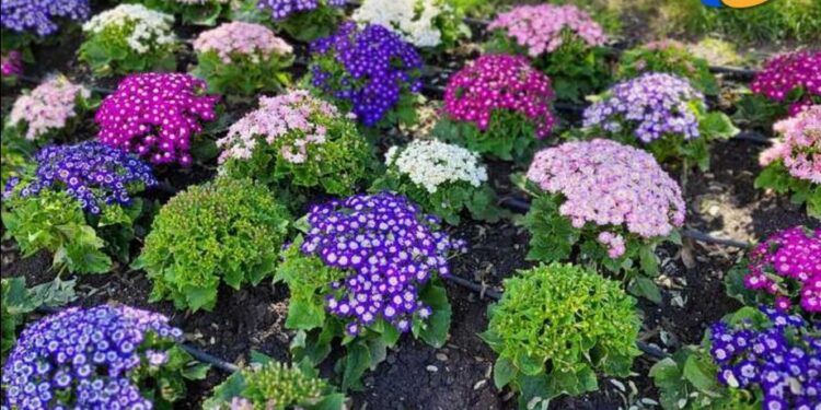 San Jerónimo Norte mejora su proyecto de forestación urbana con la ayuda de vecinos