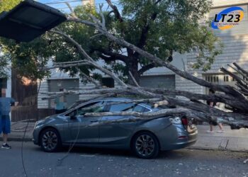 Santa Fe: Un árbol cayó sobre un vehículo y tuvieron que rescatar a un hombre de 72 años