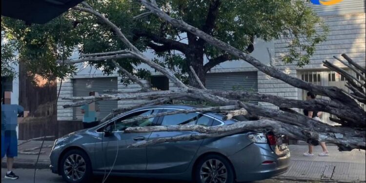 Santa Fe: Un árbol cayó sobre un vehículo y tuvieron que rescatar a un hombre de 72 años