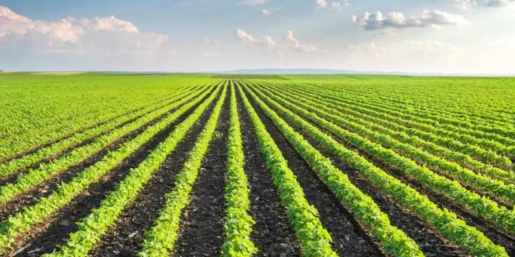 El Gobierno nacional baja las retenciones a la soja del 33% al 26%