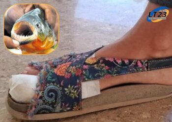 Mas de 30 ataques de palometas en la Costanera Este de Santa Fe