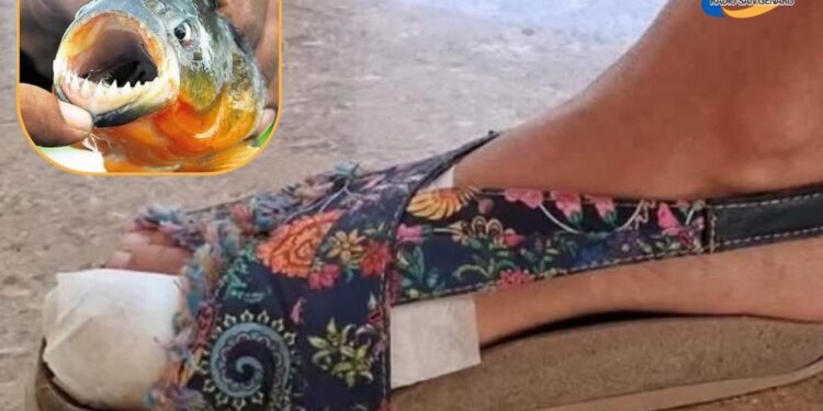 Mas de 30 ataques de palometas en la Costanera Este de Santa Fe