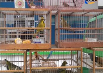 Totoras: allanamiento por tenencia ilegal de fauna silvestre