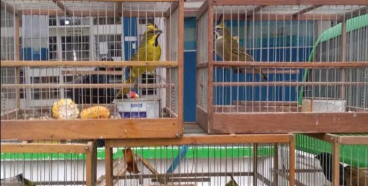 Totoras: allanamiento por tenencia ilegal de fauna silvestre