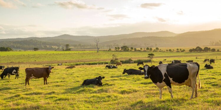 LA GANADERÍA CONTINÚA SIENDO UN PILAR FUNDAMENTAL DE LA ECONOMÍA