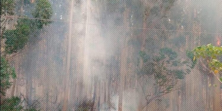 Incendios forestales afectan a la provincia de Corrientes