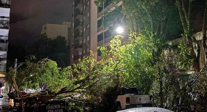 Una fuerte tormenta dejó numerosos árboles y postes caídos en Mar del Plata