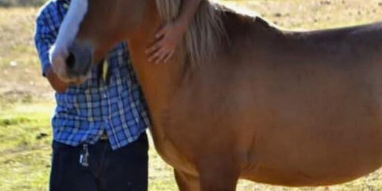 Dolor por la muerte de un joven de 24 años que recibió una descarga eléctrica cuando quiso auxiliar a un caballo