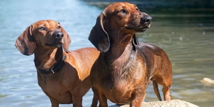 1 DE FEBRERO: DÍA NACIONAL DEL PERRO SALCHICHA