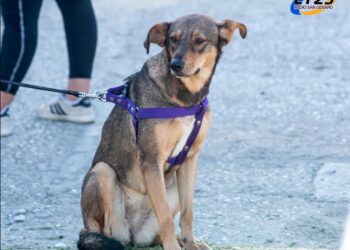 TIMBÚES: EN UNA NUEVA JORNADA DE CASTRACIÓN MASIVA HUBO MÁS DE 70 MASCOTAS CASTRADAS