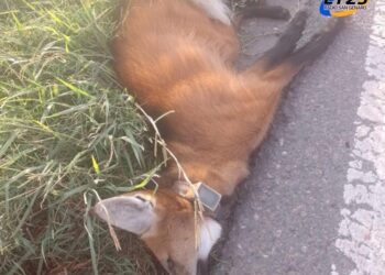 Ahora Aguará Guazú encontrado muerto a la vera de la 34, entre centeno y las bandurrias