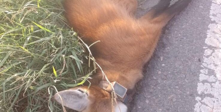 Ahora Aguará Guazú encontrado muerto a la vera de la 34, entre centeno y las bandurrias