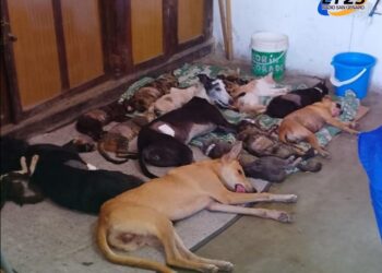 SE ESTERILIZARON 46 MASCOTAS EN UN NUEVO OPERATIVO DE SALUD ANIMAL