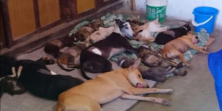SE ESTERILIZARON 46 MASCOTAS EN UN NUEVO OPERATIVO DE SALUD ANIMAL