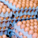 Argentina batió récords en producción y consumo de huevos durante 2024