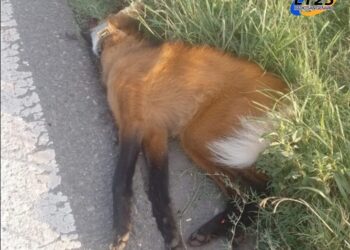 EL AGUARÁ GUAZÚ HABÍA SIDO RECUPERADO Y SOLTADO EN SU MOMENTO POR TEMAIKEN. EL COLLAR ES UN DISPOSITIVO DE MONITOREO