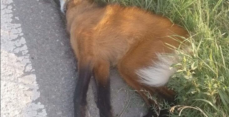 EL AGUARÁ GUAZÚ HABÍA SIDO RECUPERADO Y SOLTADO EN SU MOMENTO POR TEMAIKEN. EL COLLAR ES UN DISPOSITIVO DE MONITOREO