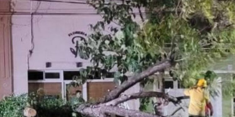 Galvez: Un árbol cayó sobre un auto en Av. J. newbery y Edison
