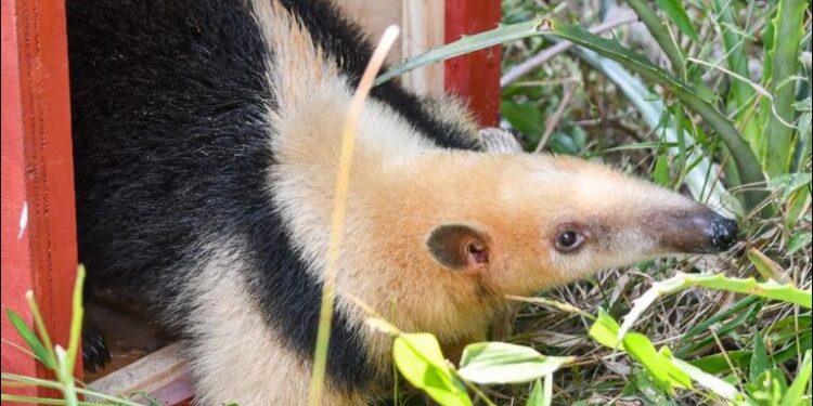 Biodiversidad: en un año se rescataron 1.402 animales silvestres y se logró la liberación de 570