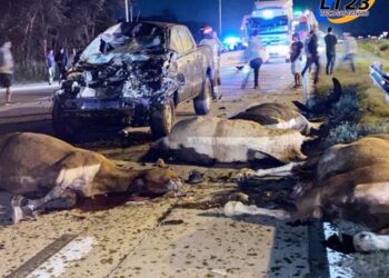 Cañuelas: Una mujer murió en Ruta 6 tras un choque con caballos sueltos