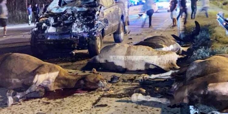 Cañuelas: Una mujer murió en Ruta 6 tras un choque con caballos sueltos