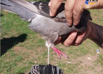 Otra vez descubren una paloma con drogas en la cárcel de Coronda
