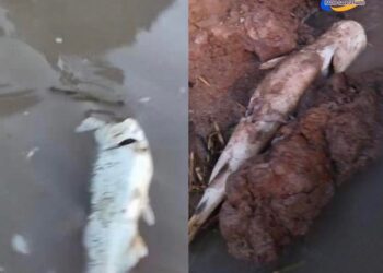 Alerta en Puerto Aragón por el río “lleno de peces muertos”