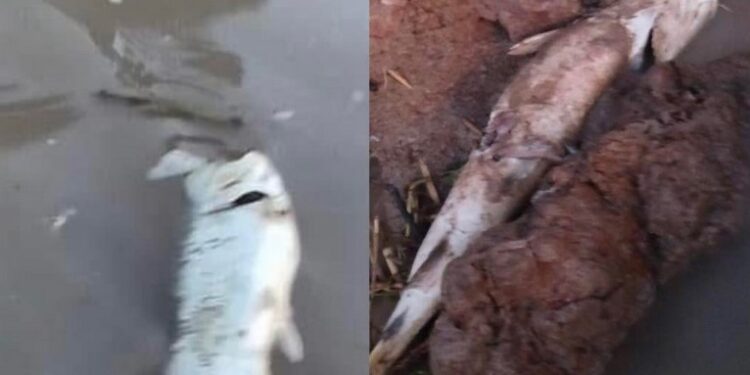 Alerta en Puerto Aragón por el río “lleno de peces muertos”