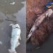 Alerta en Puerto Aragón por el río “lleno de peces muertos”