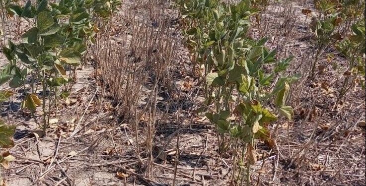 Prorrogan y amplían del Estado de Emergencia y Desastre Agropecuario en la provincia de Santa Fe