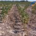 Prorrogan y amplían del Estado de Emergencia y Desastre Agropecuario en la provincia de Santa Fe