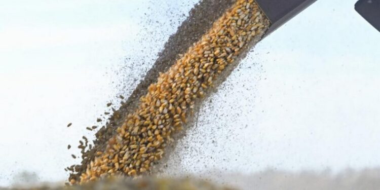 El Gobierno eliminó el RUCA para simplificar el comercio de granos