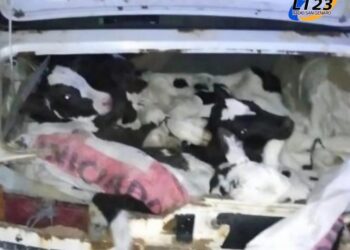 LA POLICIA DE CAYASTÁ DESCUBRIÓ 8 TERNEROS ESCONDIDOS EN UN AUTO QUE PROVENÍA DE GALVEZ