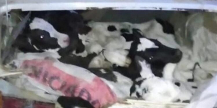 LA POLICIA DE CAYASTÁ DESCUBRIÓ 8 TERNEROS ESCONDIDOS EN UN AUTO QUE PROVENÍA DE GALVEZ