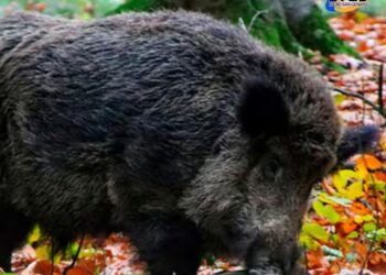 En Córdoba se autorizó la caza deportiva de ciervos y jabalíes