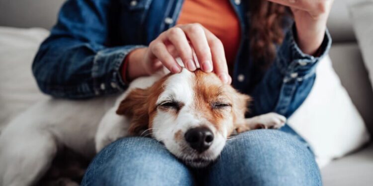 29 DE ABRIL: DÍA DEL ANIMAL EN ARGENTINA