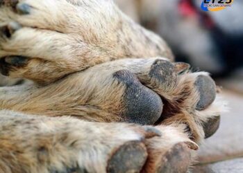 ALERTA POR ENVENENAMIENTO MASIVO DE PERROS EN LAS ROSAS