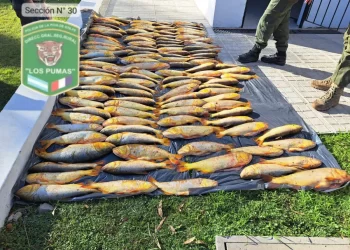 Los Pumas decomisaron más de 120 dorados capturados ilegalmente en el río Coronda