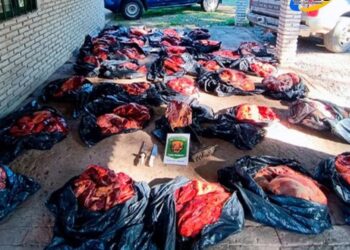 Pilar: secuestraron casi una tonelada de carne en mal estado en la caja de una camioneta