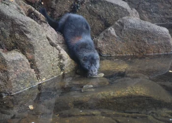 Bariloche EUTANASIA: LA CRUDA DECISIÓN POR LA INVASIÓN DEL VISÓN AMERICANO EN LA PATAGONIA