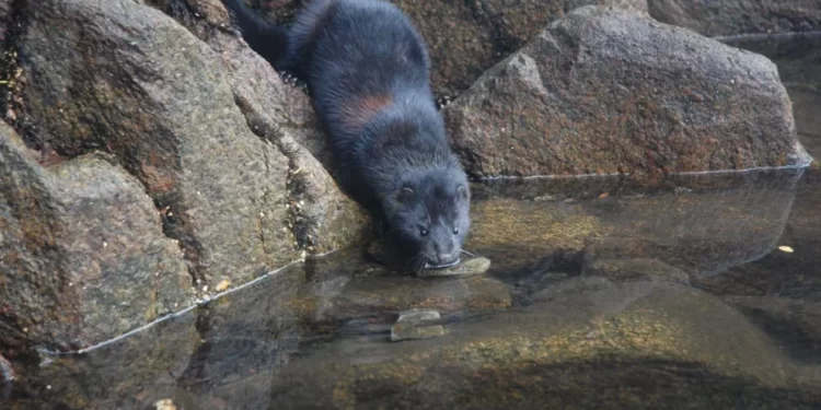 Bariloche EUTANASIA: LA CRUDA DECISIÓN POR LA INVASIÓN DEL VISÓN AMERICANO EN LA PATAGONIA