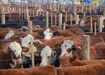 AgroActiva 2025, la Pasarela del Campo: genética en su máximo esplendor