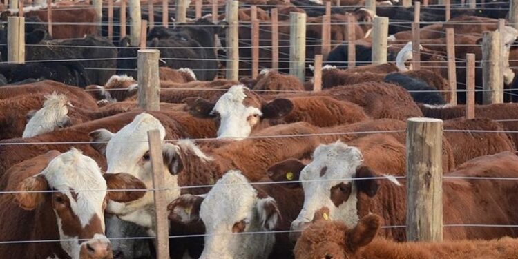 AgroActiva 2025, la Pasarela del Campo: genética en su máximo esplendor