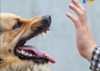 Arequito: una jauría volvió a atacar a un vecino, el segundo en una semana